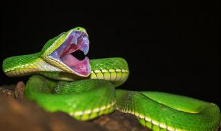 五步蛇毒液 五步蛇毒液